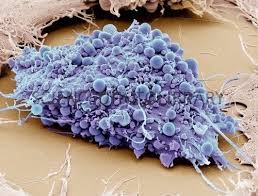 Image result for mesenchymal stem cells microscope