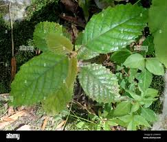 Image result for Curtisia dentata