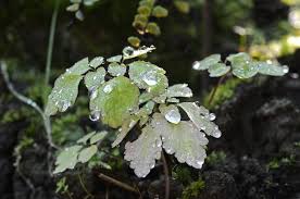 Image result for Isopyrum nipponicum