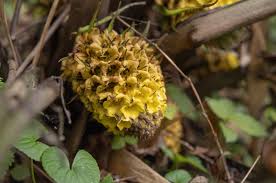 Image result for Curculigo pilosa