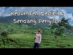 Kebun teh medini bisa menjadi salah satu pilihan. Kebun Teh Medini Dan Sendang Pengilon Kendal Youtube