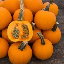 Jarrahdale pumpkins are a unique blue to green pumpkin variety that is lovely in a pretty pumpkin stack, but is also great for cooking. Organic Non Gmo Long Islandcheese Pumpkin