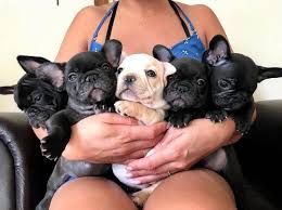 Only guaranteed quality, healthy check out our fantastic french bulldog puppies for sale, from the finest breeders, and you can't help but fall in love. French Bulldog Puppies For Sale Chicago Illinois Facebook