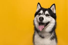 These dogs are even sometimes already house caring for a vulnerable husky lab mix puppy is a big responsibility. Husky Abandonment Is Turning Into A Serious Problem