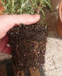 Black spot has a strong, quiet cast that does great work with what they're given. Rosemary Turning Black The Solutions Gardener Report