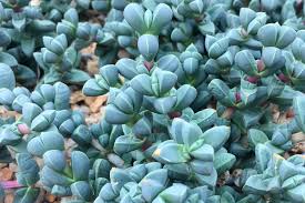 Image result for Delosperma spp.