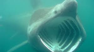 We did not find results for: Animal Tiburon Peregrino Fondo De Pantalla Hd Wallpaperbetter