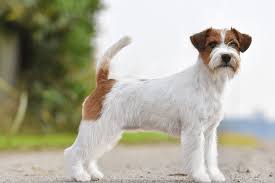 Photos de jack russell terrier. Jack Russell Terrier Temperament Price And Puppies For Sale