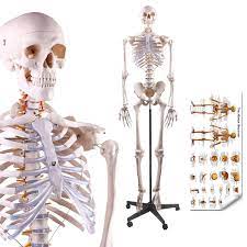 Human anatomy drawing drawing theory. Lyou Human Skeleton Model Medical Anatomical Skeleton Life Size 70 8 In With Rolling Stand For Anatomy Teaching And Studying Colorful Poster Includes Amazon Com Industrial Scientific