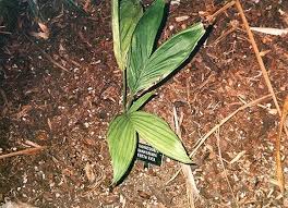 Image result for Chamaeclitandra henriquesiana