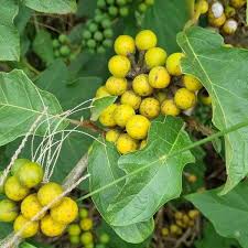 Image result for Solanum chrysotrichum