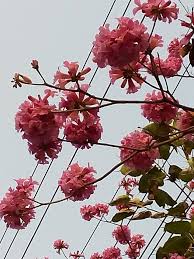 Image result for Handroanthus sp. near impetiginosus