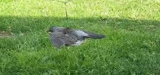 Questi sono i tweet più interessanti del momento che parlano di has fidanken. Zimbello Cos E La Risposta Di Chi Vuol Esser Milionario Ecco Di Cosa Si Tratta