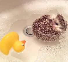 hedgehog floating in a bathroom sink