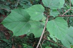 Image result for Alangium chinense