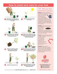 Image result for magnolia genia