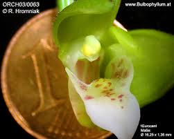 Image result for Polystachya campyloglossa