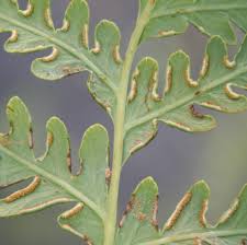 Image result for Pteris kivuensis