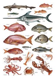 Aegean Fish Illustrations For A Plomari Ouzo Promotion Fish Illustration Fish Drawings Sea Illustration