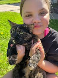 Lost gray kitty in Eagleville, Missouri, with purple flea collar