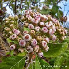 Image result for Pluchea