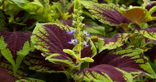 Image result for Coleus alpinus