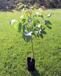 Um am neuen standort nicht wieder von vorn anfangen zu müssen, kann der walnussbaum auch umgepflanzt werden. Dryanovo Juglans Regia Walnuss Baum De