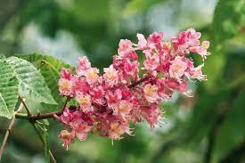 We did not find results for: What Is A Red Horsechestnut Tips For Growing A Red Horsechestnut Tree