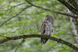 Don't let your cats roam, especially at night. How To Attract Owls To Your Yard How To Install An Owl Box