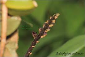 Image result for Bulbophyllum sandersonii