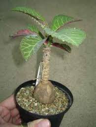 Image result for Monadenium pedunculatum