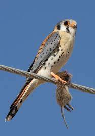 Translations of the word cernícalo from spanish to english and examples of the use of cernícalo in a sentence with their translations: Pin On Animais