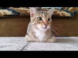 Cute Cat Watching A Horror Movie Cat Watch Funny Animals Scary Movies