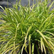 Image result for Carex sp.no.1