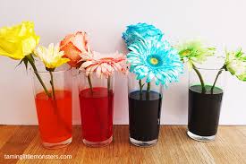 I couldn't not buy them, especially since i'd been hankering to try a little colour changing nature science experiment that would be just perfect for a bunch of white gerberas. Color Changing Flower Experiment For Kids Taming Little Monsters