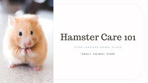 Hamsters are incredibly active animals. Hamster Care 101 River Landings Animal Clinic In Bradenton Florida