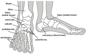 A tendon is a structure that connects muscle to bone to allow movement. Common Conditions Of The Foot And Ankle An Overview