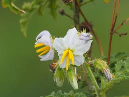 Image result for Solanum sisymbriifolium