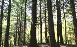Forest Bathing with Beth Rennig — Mountain Top Arboretum