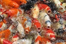 Ikan koi dengan bentuk dan warna yang cantik ini. Sukses Dan Berhasil Berkat Budidaya Ikan Koi Artikel Pertanian Terbaru Berita Pertanian Terbaru
