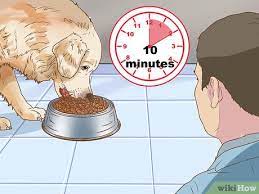 3 Ways To Keep Birds Away From Dog Food Wikihow