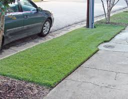 The blades should cut into the thatch layer and at least ½ inch into the soil. Centipede Grass Lawns