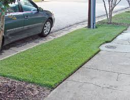 Check spelling or type a new query. Centipede Grass Lawns