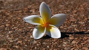 Poze cu rezolutie mare pentru background. Nature Flowers Plumeria 4k Hd Wallpaper Poze Artistice Cu Flori 1204926 Hd Wallpaper Backgrounds Download