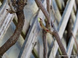Dormant Pruning For Wisteria Wisteria Pruning Wisteria Prune