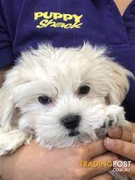 Tiny teacup maltipoo maltese poodle puppies available now around los angeles resada for sale eastern connecticut pets dogs. Purchase Maltese Shih Tzu X Toy Poodle Up To 63 Off