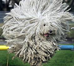 Komondor Dog Probably The Only Reason I Would Want A Komondor Dog Show Fotograf Komik Hayvan