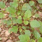 Image result for Boerhavia erecta