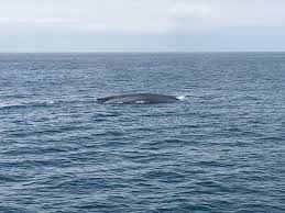 For even better views and sunsets continue west along shoreline drive to douglas family preserve. Blue Whale Picture Of Condor Express Whale Watching Santa Barbara Tripadvisor