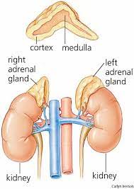 Pin Di Adrenal